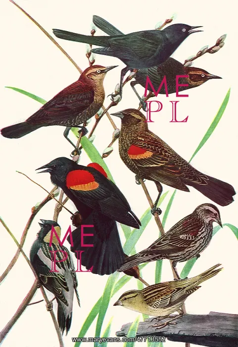  : Blackbirds and Bobolinks
