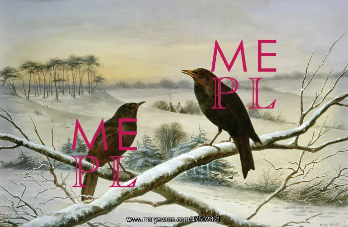 : Blackbirds ' in a winter landscape : Blackbirds ' in a winter landscape