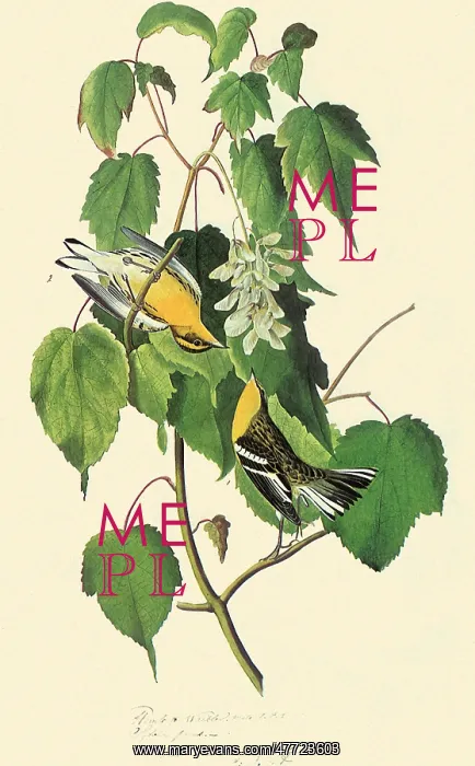 : Blackburnian Warbler, Dendroica fusca : Blackburnian Warbler, Dendroica fusca