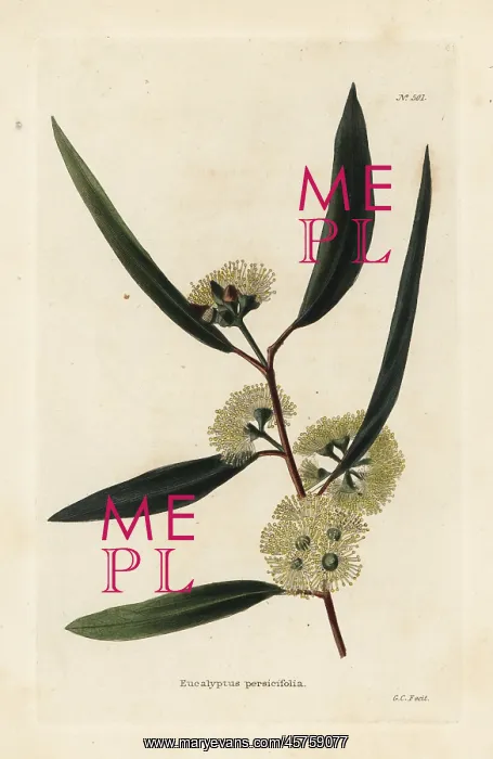 : Blackbutt, Eucalyptus pilularis : Blackbutt, Eucalyptus pilularis