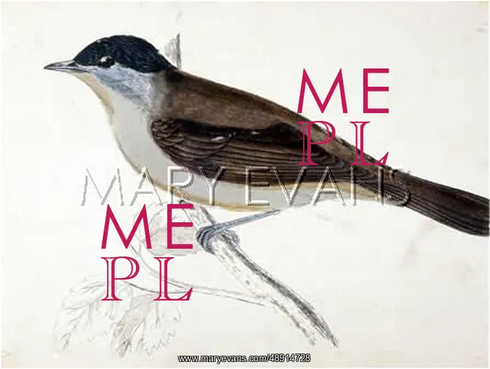  : BLACKCAP 1851
