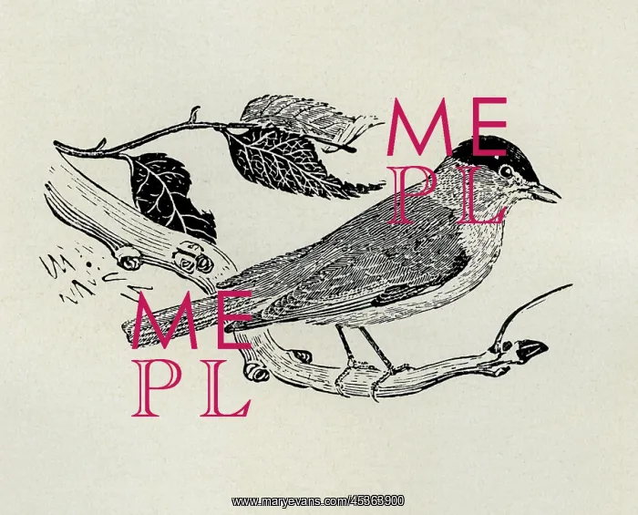  : Blackcap sitting on branch. Artist: Thomas Bewick