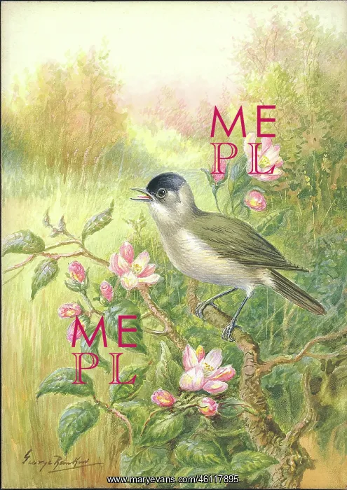  : Blackcap by George Rankin