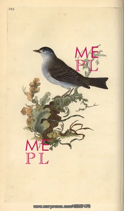 : Blackcap, Sylvia atricapilla : Blackcap, Sylvia atricapilla