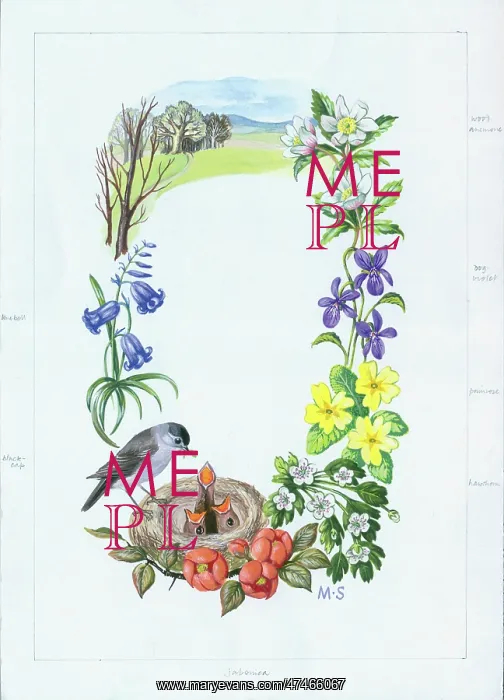 : Blackcaps Nest with spring flowers : Blackcaps Nest with spring flowers