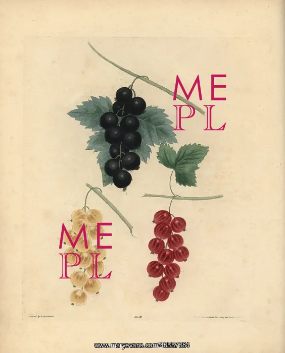 : Blackcurrant, Dutch redcurrant and white currant : Blackcurrant, Dutch redcurrant and white currant