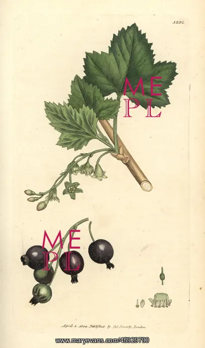 : Blackcurrant, Ribes nigrum : Blackcurrant, Ribes nigrum