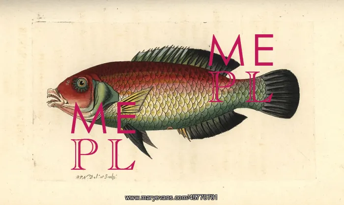: Blackeye thicklip, Hemigymnus melapterus : Blackeye thicklip, Hemigymnus melapterus