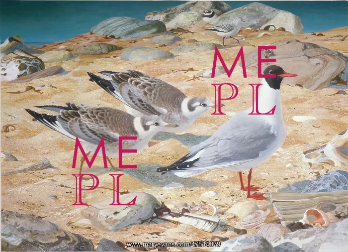 : Blackheaded Gull and Young : Blackheaded Gull and Young