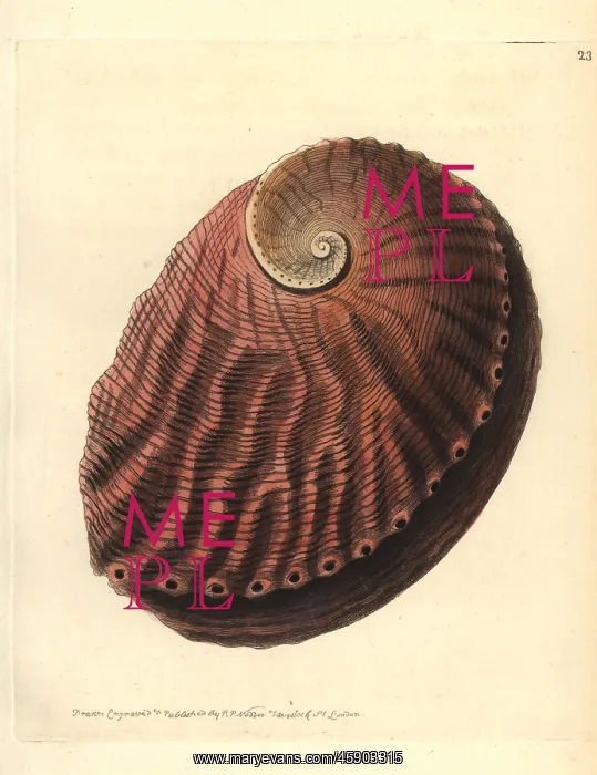 : Blacklip abalone, Haliotis rubra : Blacklip abalone, Haliotis rubra
