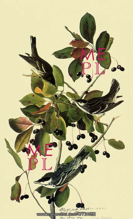  : Blackpoll Warblers