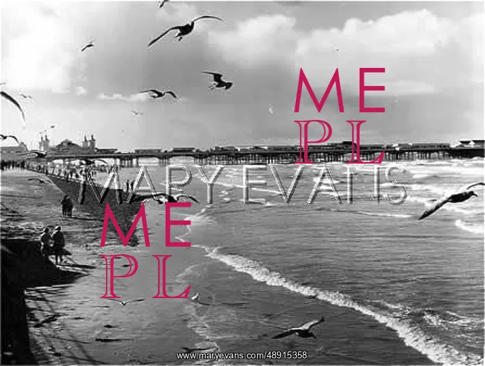 : BLACKPOOL SEAGULLS : BLACKPOOL SEAGULLS