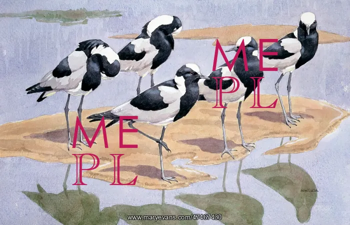  : Blacksmith Plovers