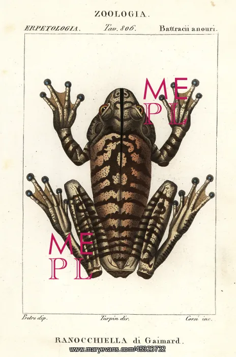 : Blacksmith tree frog, Hypsiboas faber : Blacksmith tree frog, Hypsiboas faber