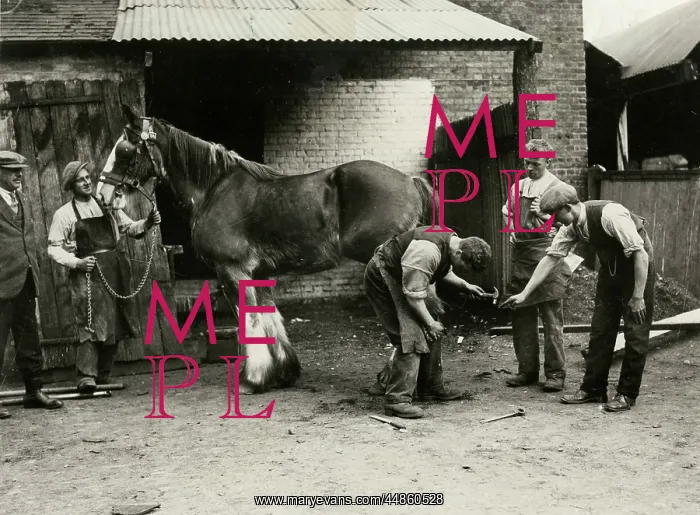 : BLACKSMITHS / SHIRE HORSE : BLACKSMITHS / SHIRE HORSE