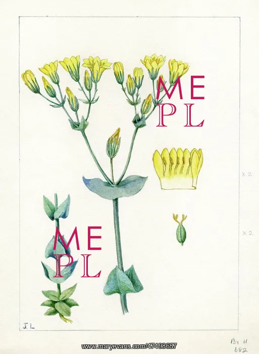: Blackstonia perfoliata - yellow wort : Blackstonia perfoliata - yellow wort