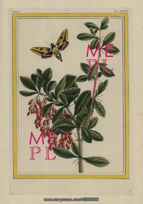  : Blackthorn, Prunus spinosa, with sphinx moth