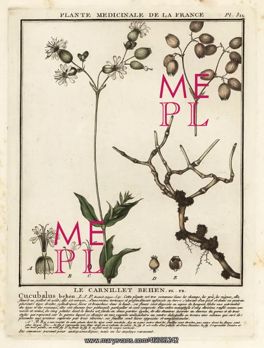 : Bladder campion, Silene vulgaris : Bladder campion, Silene vulgaris