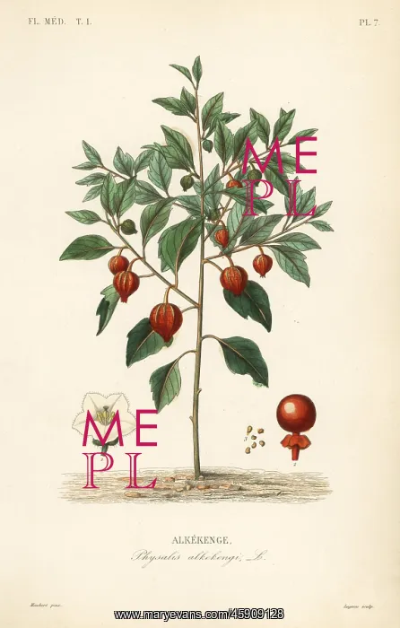 : Bladder cherry or Chinese lantern, Physalis alkekengi : Bladder cherry or Chinese lantern, Physalis alkekengi