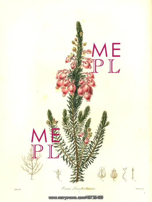 : Bladder heath, Erica physodes : Bladder heath, Erica physodes