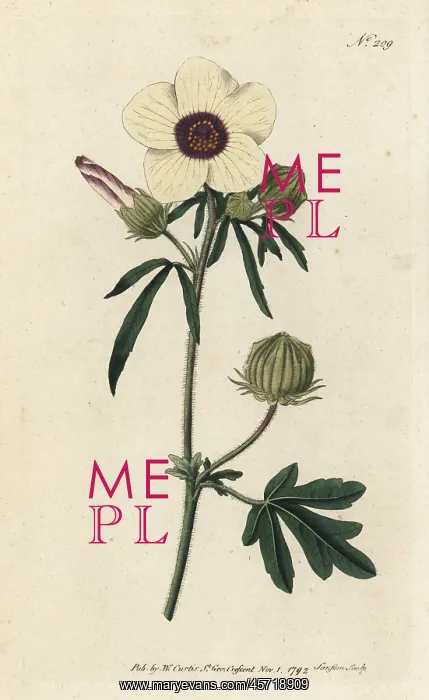 : Bladder hibiscus, Hibiscus trionum : Bladder hibiscus, Hibiscus trionum