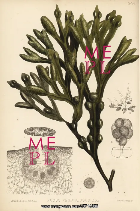 : Bladder wrack, Fucus vesiculosus : Bladder wrack, Fucus vesiculosus