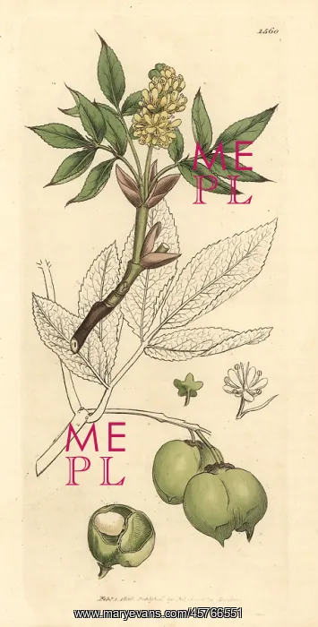 : Bladdernut, Staphylea pinnata : Bladdernut, Staphylea pinnata