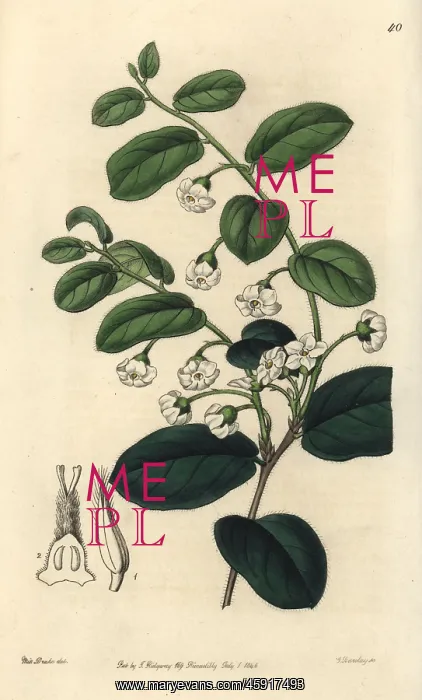 : Bladdernut or wild coffee, Diospyros whyteana : Bladdernut or wild coffee, Diospyros whyteana