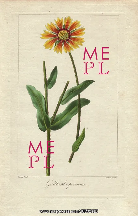 : Blanket flower, Gaillardia aristata, native to America : Blanket flower, Gaillardia aristata, native to America