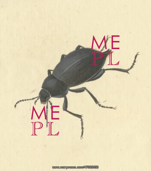 : Blaps mucronata, cellar or churchyard beetle : Blaps mucronata, cellar or churchyard beetle