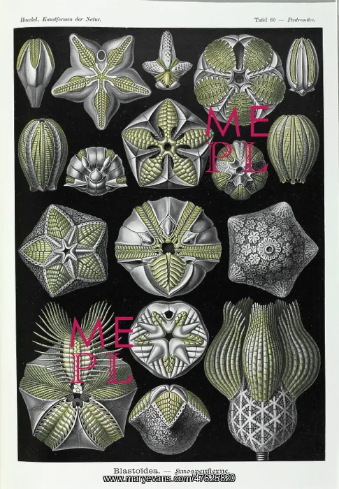 : Blastoidea; extinct stemmed echinoderm : Blastoidea; extinct stemmed echinoderm