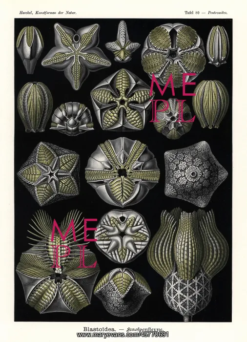 : Blastoids or fossil extinct echinoderms : Blastoids or fossil extinct echinoderms