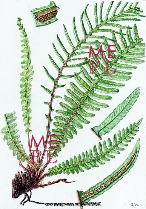  : Blechnum spicant