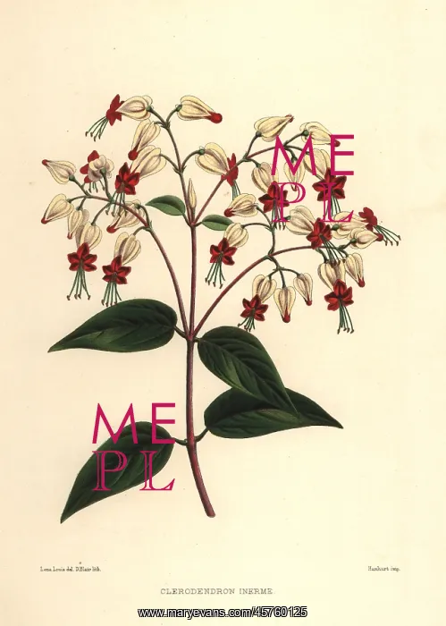 : Bleeding glory-bower, Clerodendrum thomsoniae : Bleeding glory-bower, Clerodendrum thomsoniae