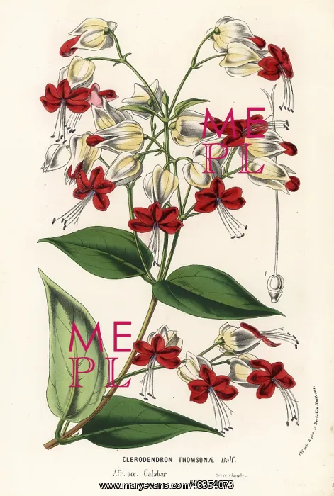 : Bleeding glory-bower, Clerodendrum thomsoniae : Bleeding glory-bower, Clerodendrum thomsoniae