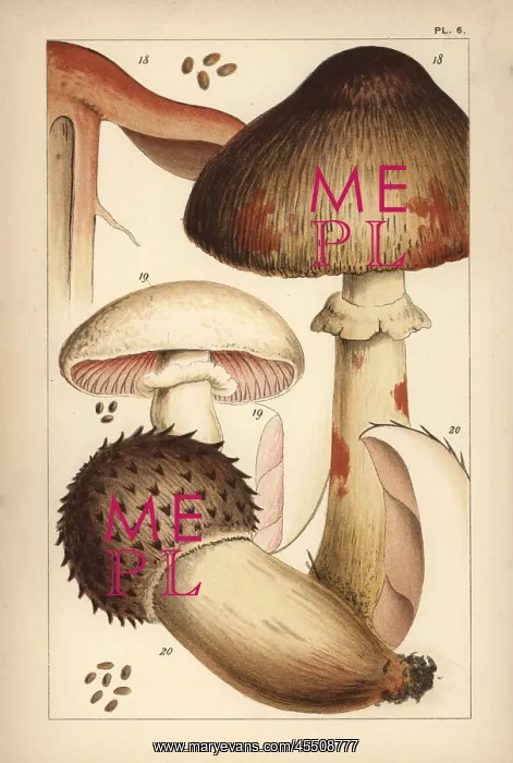: Bleeding mushroom and field mushrooms : Bleeding mushroom and field mushrooms