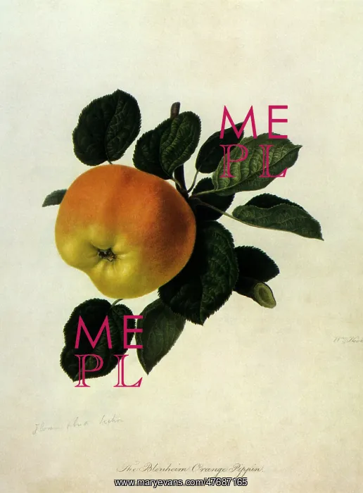 : Blenheim Orange Pippin Apple : Blenheim Orange Pippin Apple