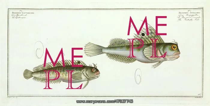 : Blennius ocellaris or the Butterfly fish : Blennius ocellaris or the Butterfly fish