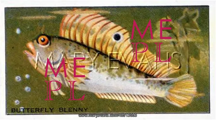 : BLENNY / FISH / CIG. CARD : BLENNY / FISH / CIG. CARD