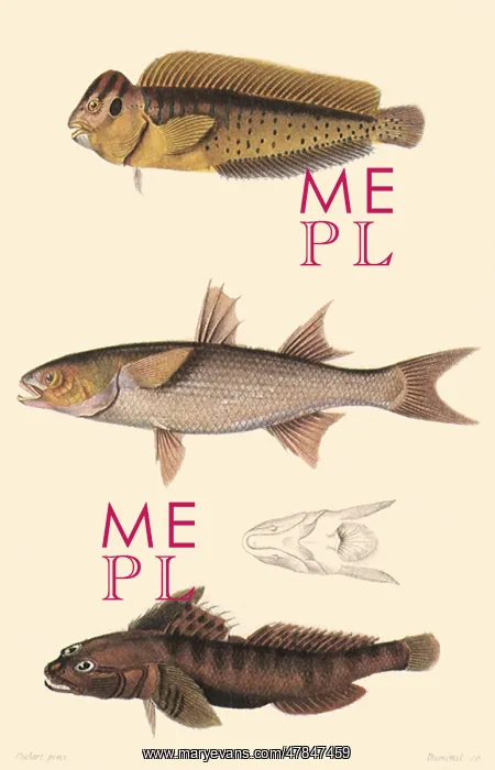  : A Blenny, Grey Mullet, and a Black Goby