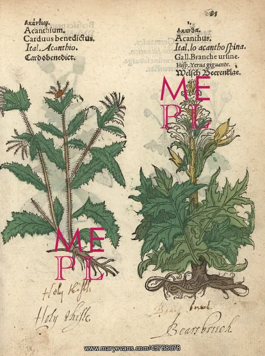 : Blessed thistle, Carduus benedictus, and bear's : Blessed thistle, Carduus benedictus, and bear's
