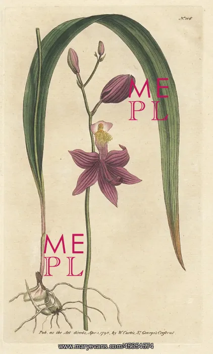 : Bletia purpurea orchid : Bletia purpurea orchid