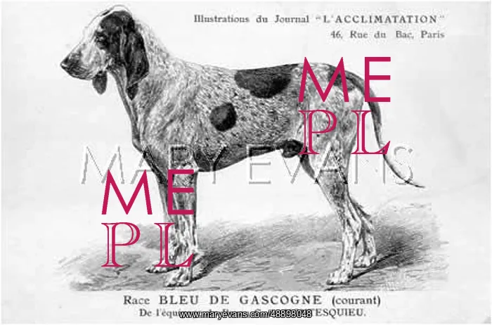 : Bleu De Gascogne Dog : Bleu De Gascogne Dog