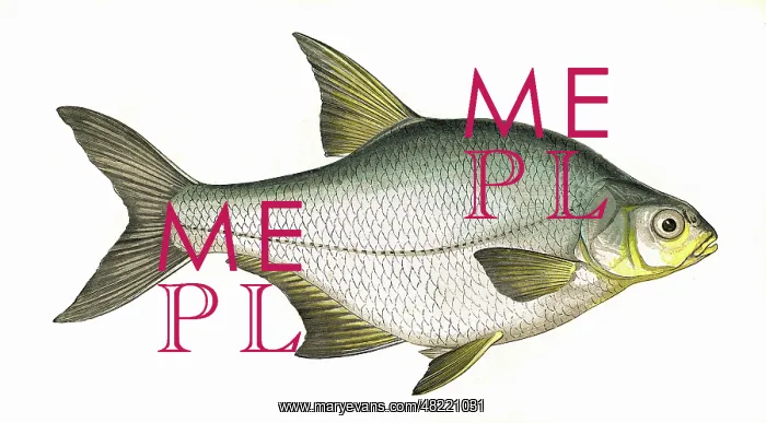 : Blicca bjoerkna, or Silver Bream : Blicca bjoerkna, or Silver Bream