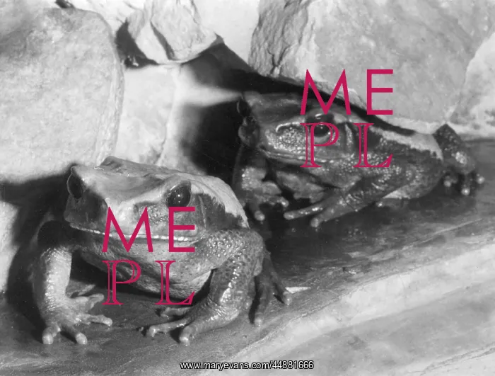  : BLOMBERG'S TOADS