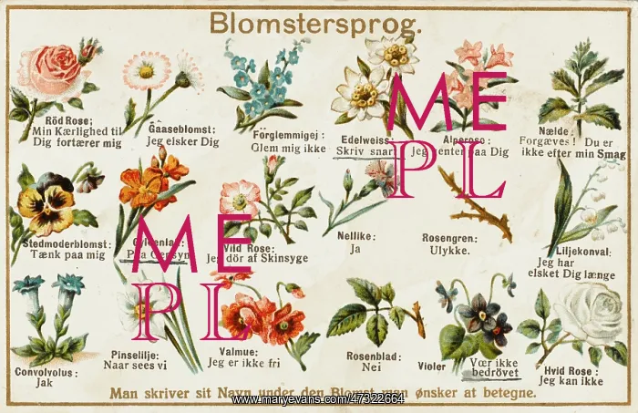 : Blomstersprog Flower Language and Variations : Blomstersprog Flower Language and Variations