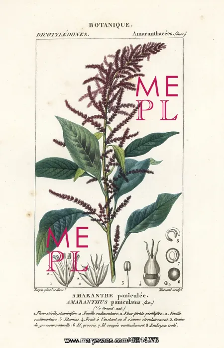 : Blood amaranth, Amaranthus cruentus : Blood amaranth, Amaranthus cruentus