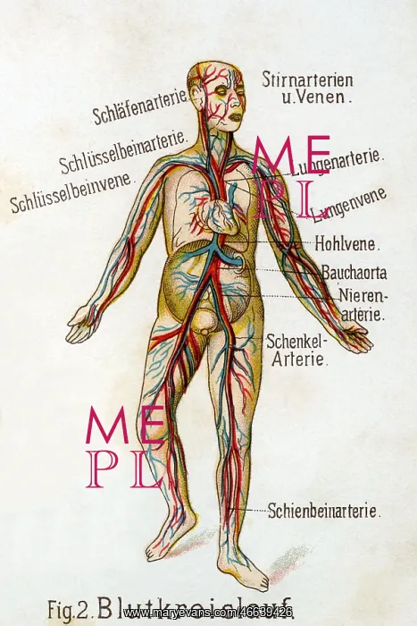 : Blood circulation, 1902 : Blood circulation, 1902