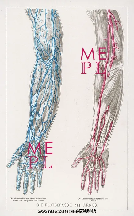 : BLOOD CIRCULATION / ARMS