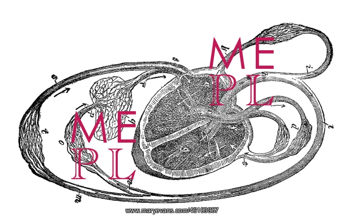 : Blood circulation, schematic image, 1902 : Blood circulation, schematic image, 1902